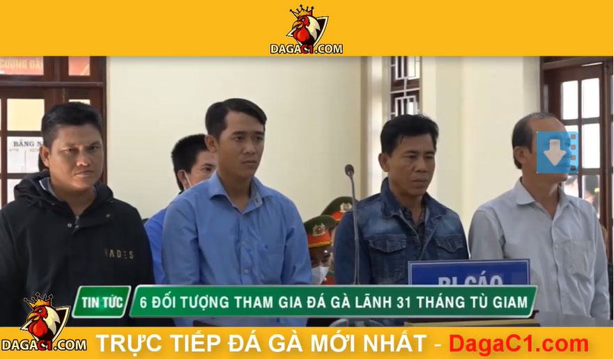 31 tháng tù giam - 6 đối tượng đá gà ăn tiền Hồng Ngự