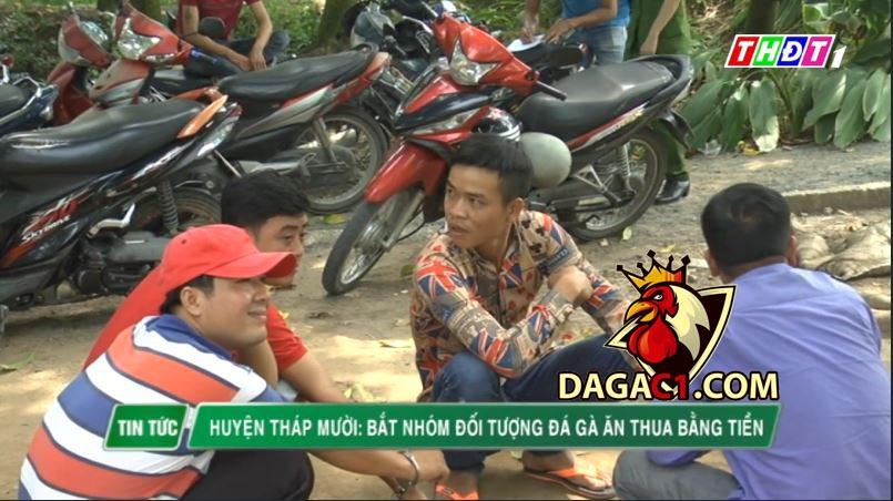 Huyện Tháp Mười: Bắt nhóm đối tượng đá gà ăn thua bằng tiền 15/5/2021 - DAGAC1.COM - Đá gà trực tiếp