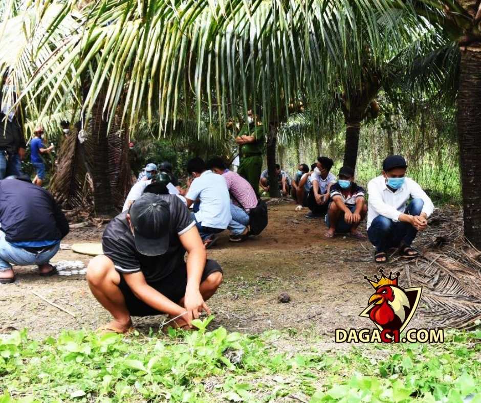 Tiền Giang: Liên tục triệt phá các tụ điểm đá gà ăn bằng tiền giữa dịch Covid-19 – DAGAC1.COM – Đá gà trực tiếp