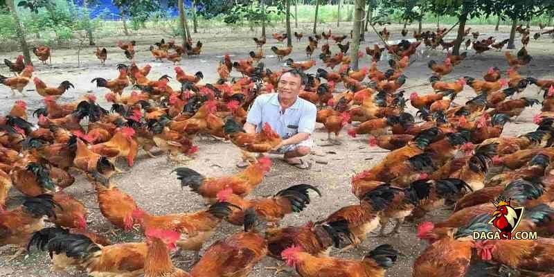 xem vảy gà Cao Lãnh