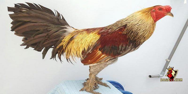 bán gà mái vảy rồng