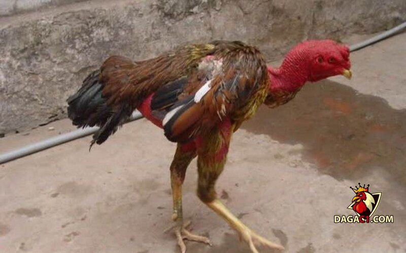 bệnh cầu trùng