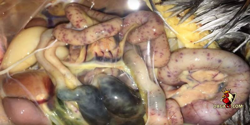 bệnh đường ruột ở gà