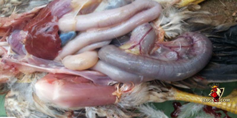 bệnh đường ruột ở gà