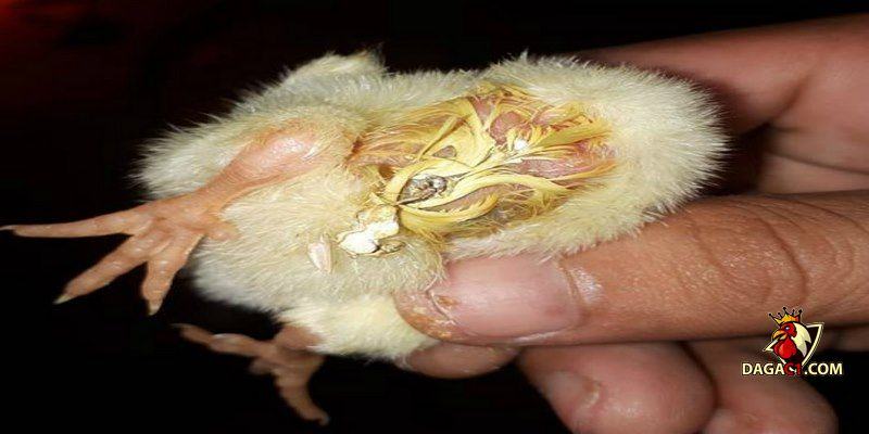 bệnh đường ruột ở gà