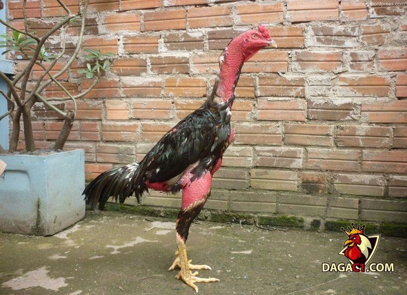 Bệnh nấm họng ở gà chọi