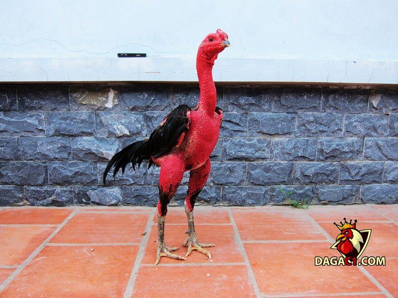 Bệnh nấm họng ở gà chọi