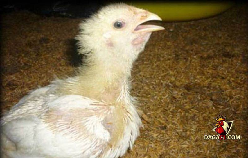 Bệnh ORT ở gà