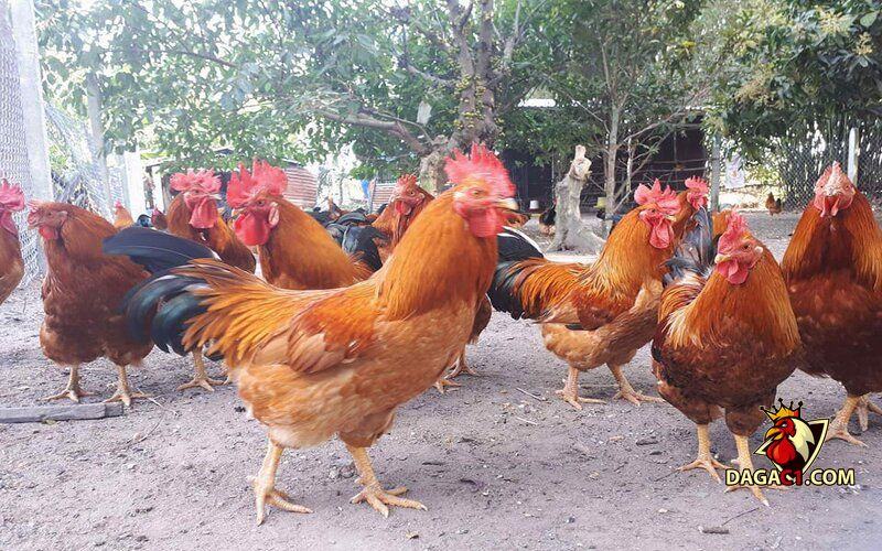 bệnh thường gặp ở gà thả vườn