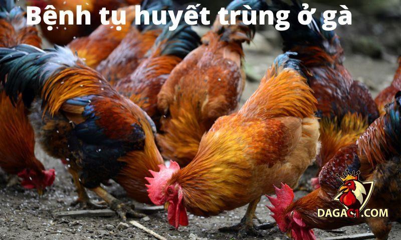 bệnh tụ huyết trùng ở gà