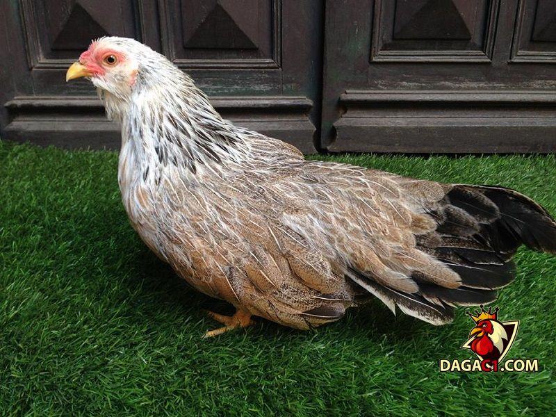 Bí quyết nuôi gà tre