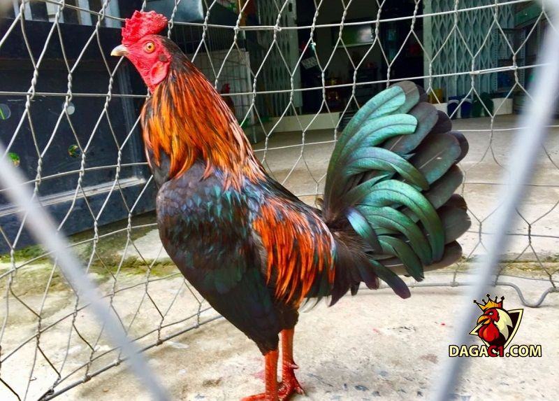 Bí quyết nuôi gà tre