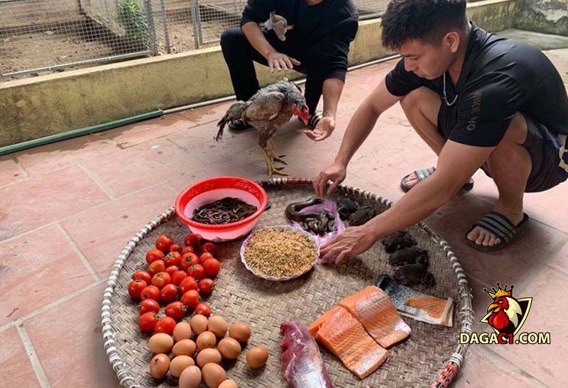 Bí quyết nuôi gà tre