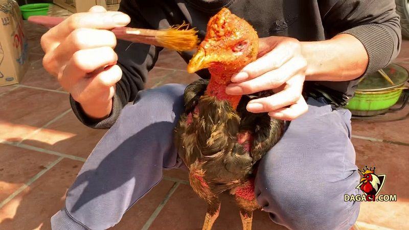 Bí quyết nuôi gà tre