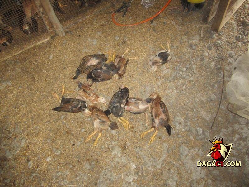các bệnh thường gặp ở gà