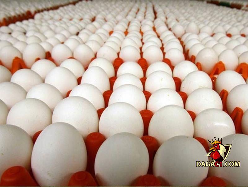 cách bảo quản trứng gà để ấp