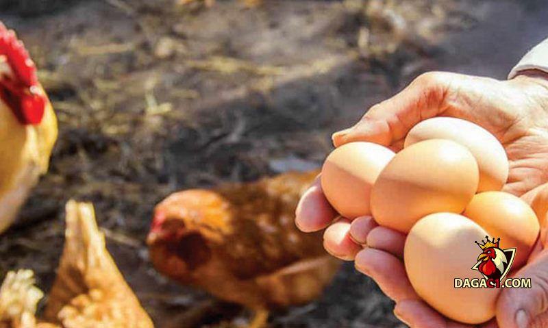 cách bảo quản trứng gà để ấp