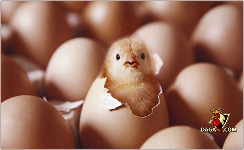 cách bảo quản trứng gà để ấp