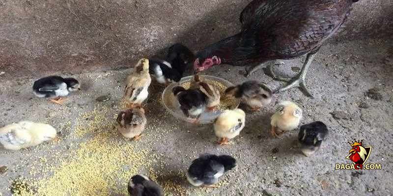 cách chăm sóc gà chọi con