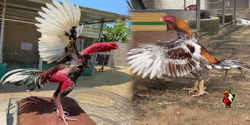 cách chăm sóc gà chọi con