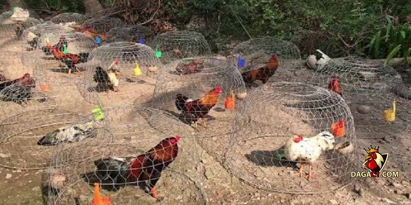 cách chăm sóc gà chọi con