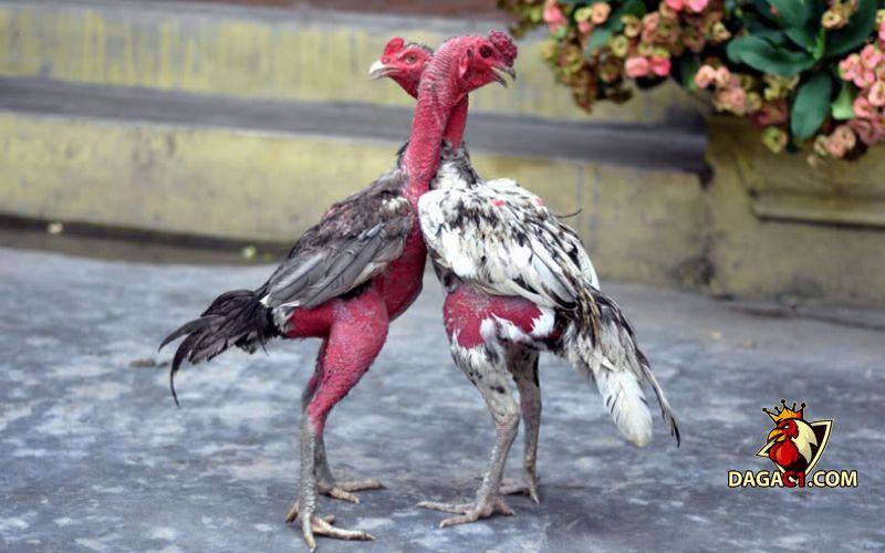 Cách chọn gà chọi hay
