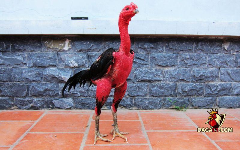 Cách chọn gà chọi hay