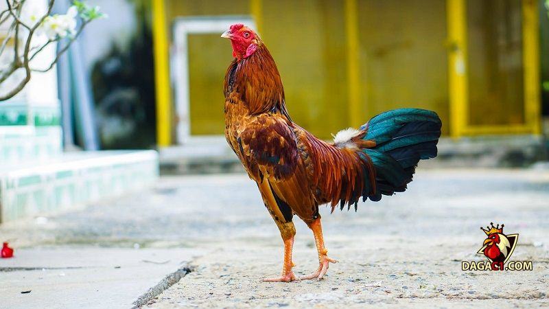 cách chọn gà tre đá cựa