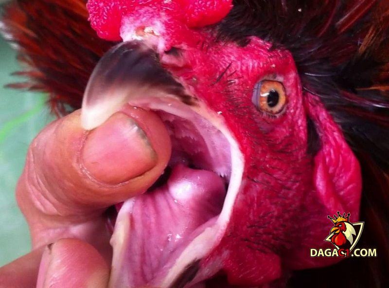 cách chọn gà tre đá cựa