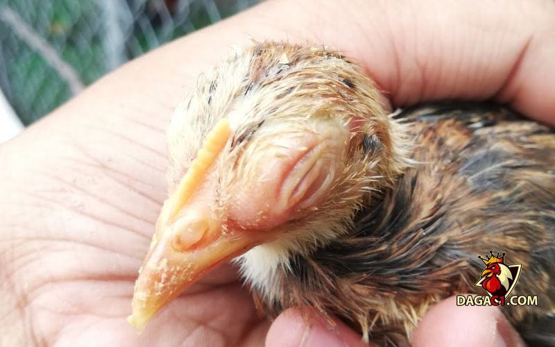 cách chữa gà bị phù
