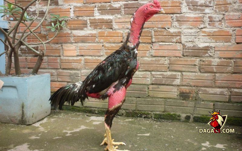 cách chữa gà không chịu ăn