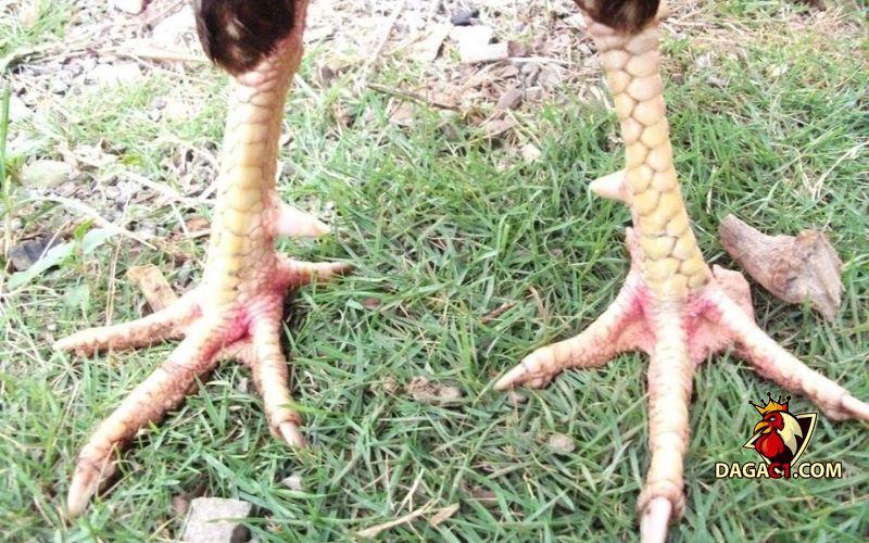 Cách chữa sưng cụm bàn chân gà chọi