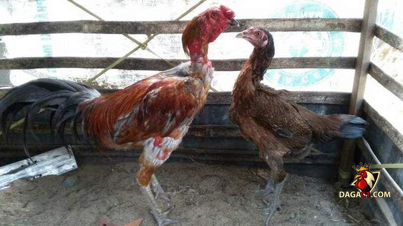 cách ghép gà trống mái