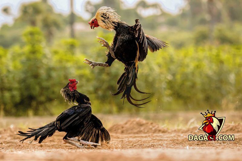 cách lai tạo gà đá cựa
