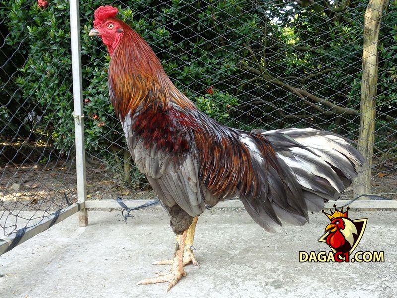 cách lai tạo gà đá cựa