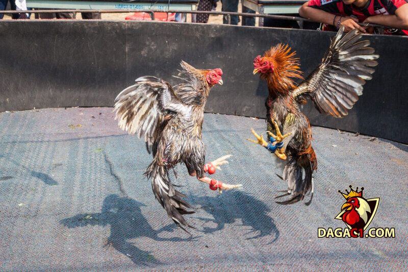 cách lai tạo gà đá cựa