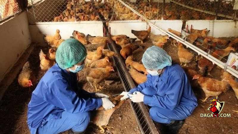 Cách làm cho gà chọi máu chiến