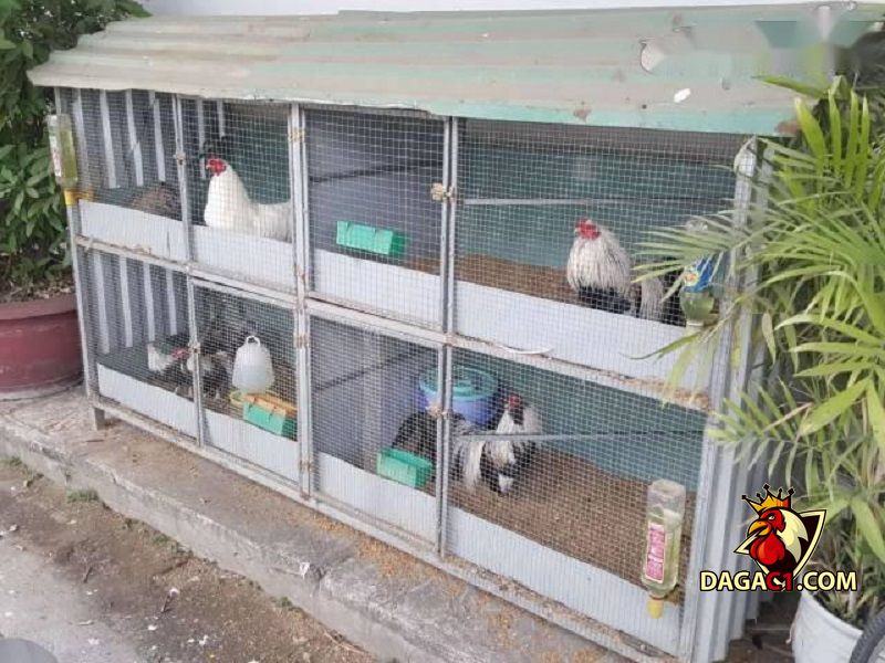 cách làm chuồng gà đá