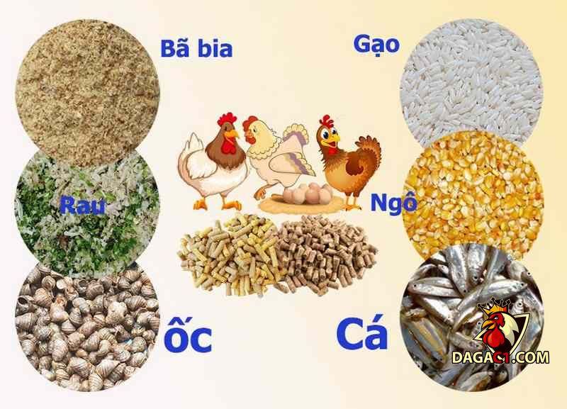 Cách làm cho gà chọi máu chiến