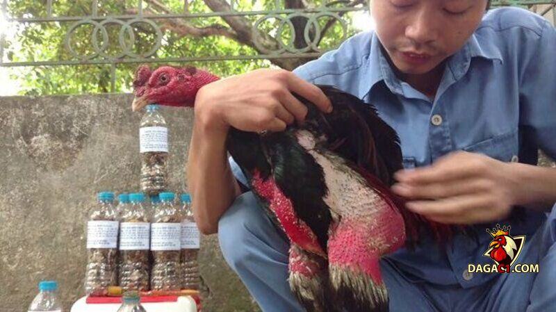 cách làm nước cho gà chọi