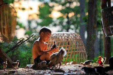 cách làm nước cho gà chọi