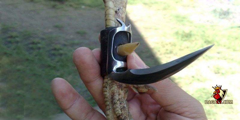 Cách lên cựa gà đá