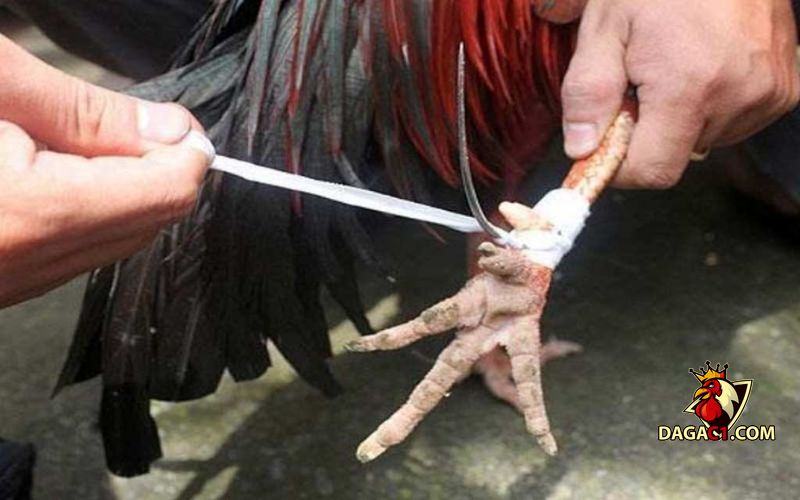 cách lên cựa gà đá