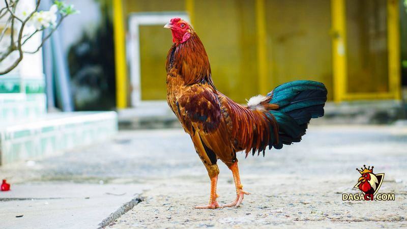 cách nuôi gà đá bo lớn