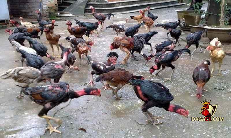 cách nuôi gà đá bo lớn