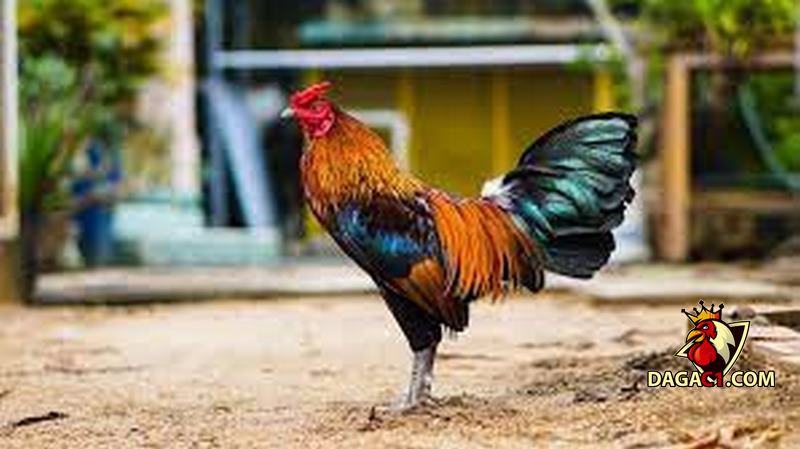 cách nuôi gà đá tới pin