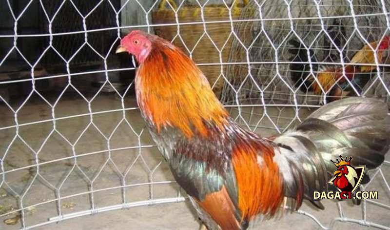cách nuôi gà đá tới pin