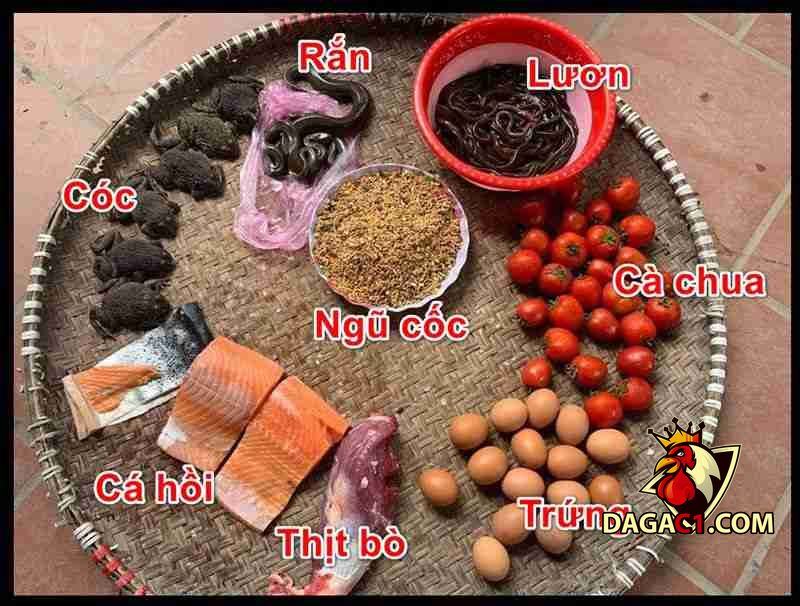 cách nuôi gà đá tới pin