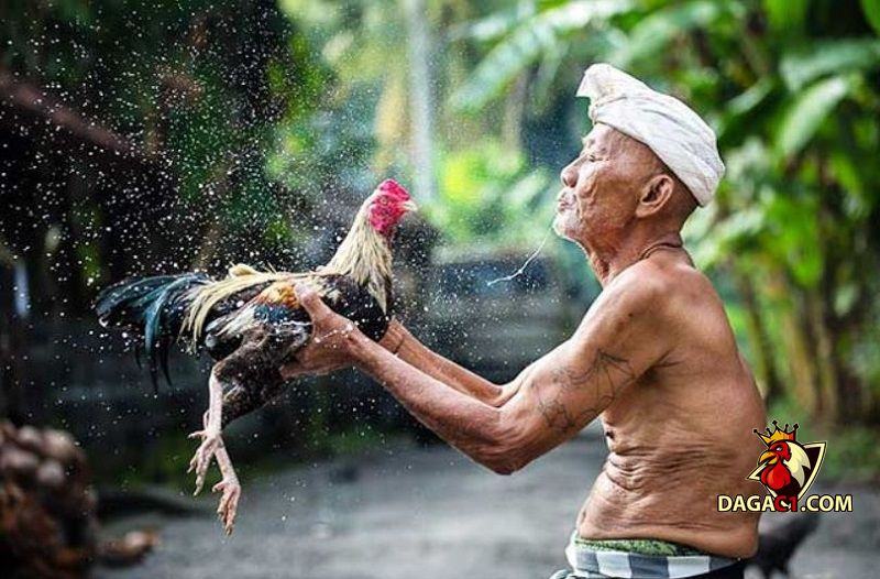 cách tắm cho gà chọi