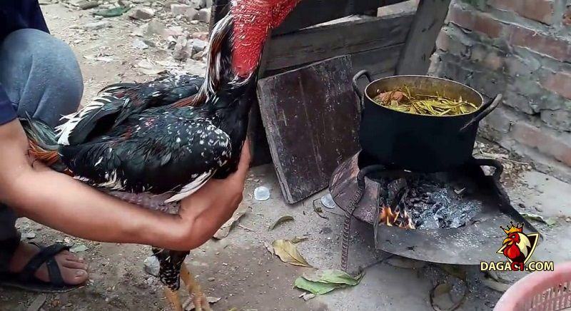 cách tắm cho gà chọi